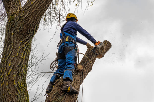 Dead Tree Removal in Gregory, SD